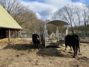 Auerochsen an der Futterstelle