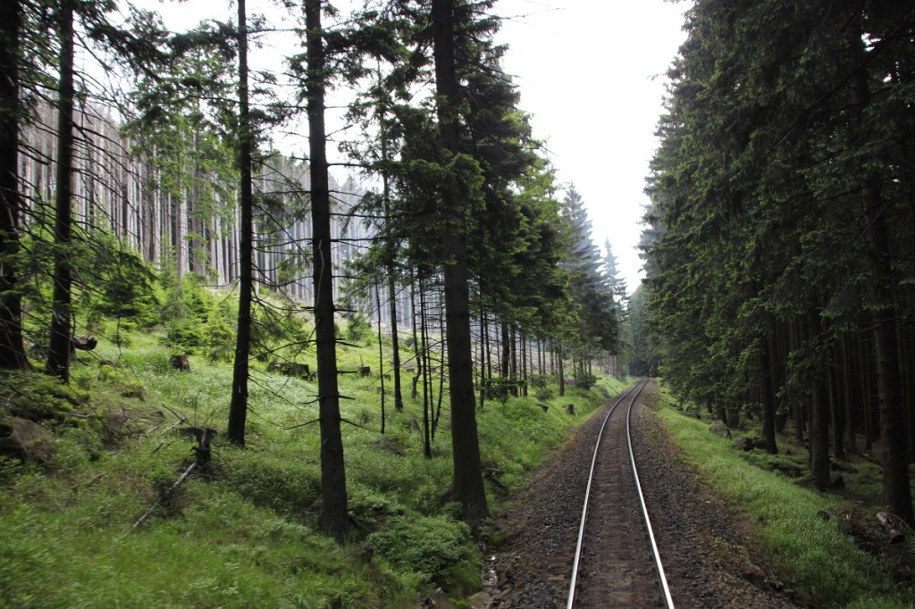 Bahngleis im Wald auf der Fahrt von Schierke zum Brocken mit der Brockenbahn