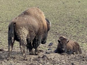 Bison mit Bisonkalb