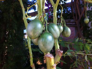 Tropischer Tomatenbaum im Botanischen Garten der Christian-Albrechts-Universität zu Kiel