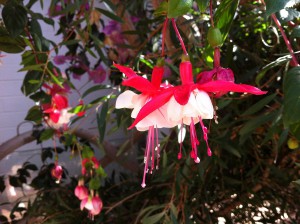 Blüten im Botanischen Garten der Christian-Albrechts-Universität zu Kiel