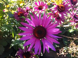 Blumen im Botanischen Garten der Christian-Albrechts-Universität zu Kiel