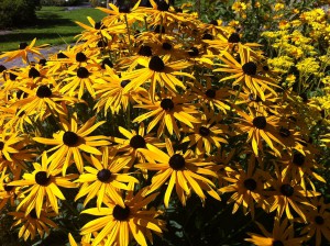 Blumen im Botanischen Garten der Christian-Albrechts-Universität zu Kiel