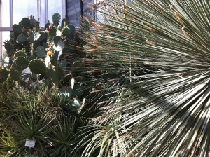 Kakteen im Botanischen Garten der Christian-Albrechts-Universität zu Kiel