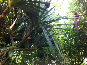 Schraubenbaum im Botanischen Garten der Christian-Albrechts-Universität zu Kiel