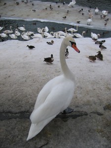 Schwan in Breslau (Wroclaw) an der Oder im Winter)