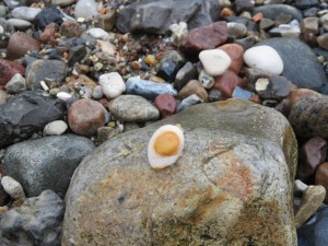 Bunte Steine an der Ostsee - Sieht aus wie ein Spiegelei