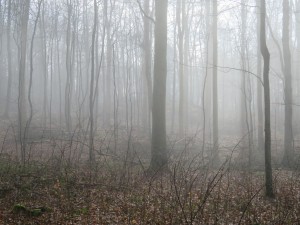 Dänisch-Nienhof Nebel Wald