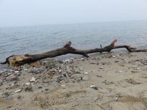 Baumstamm am Strand in Dänisch-Nienhof