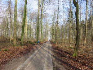 Strandstraße Dänisch-Nienhof durch den Wald zum Strand und der Steilküste