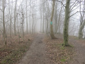 Nebel im Wald in Dänisch-Nienhof an der Steilküste
