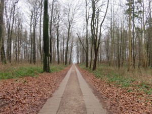 Dänisch-Nienhof Waldweg zum Strand
