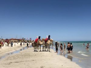 Dromedare am Strand auf Djerba