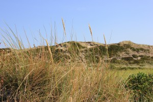 Dünen auf der Insel Sylt