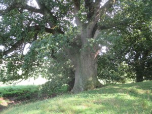 Eiche auf dem Großen Schlichtenberg