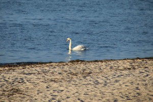 Falckensteiner Strand Schwan