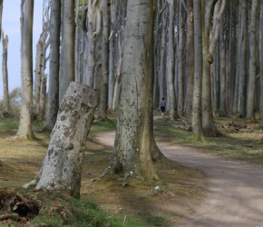 Waldweg im Gespensterwald