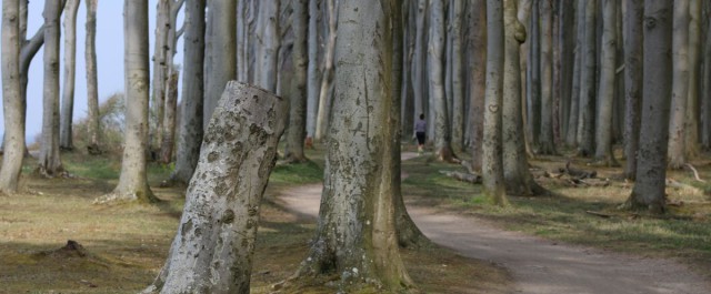 Waldweg im Gespensterwald