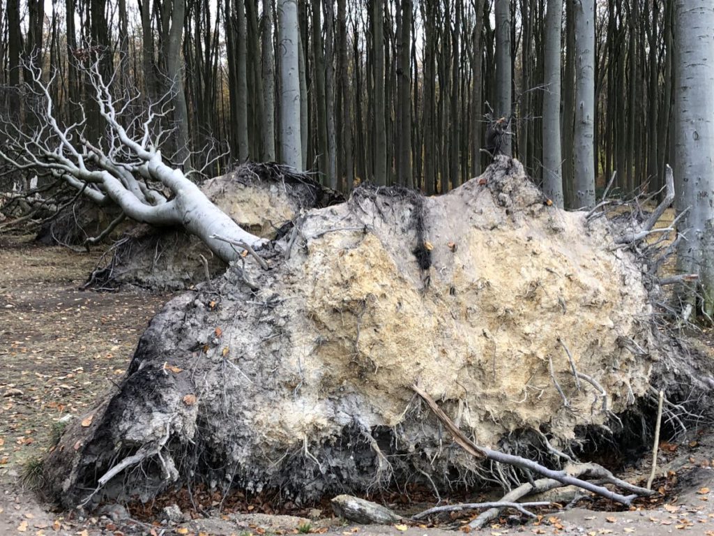 Entwurzelte Bäume in Gespensterwald Nienhagen