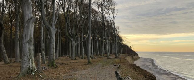 Nienhagen Gespensterwald Ostsee
