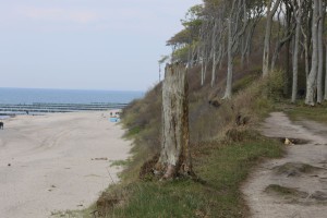 Steilufer Gespensterwald Ostseebad Nienhagen