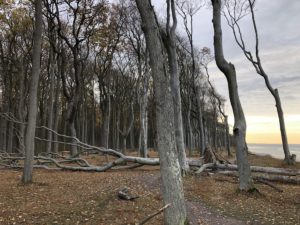 Bäume im Gespensterwald