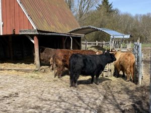 Tiergehege Suchsdorf Hochlandrinder