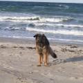 Mit dem Hund am Sehlendorfer Strand an der Ostsee