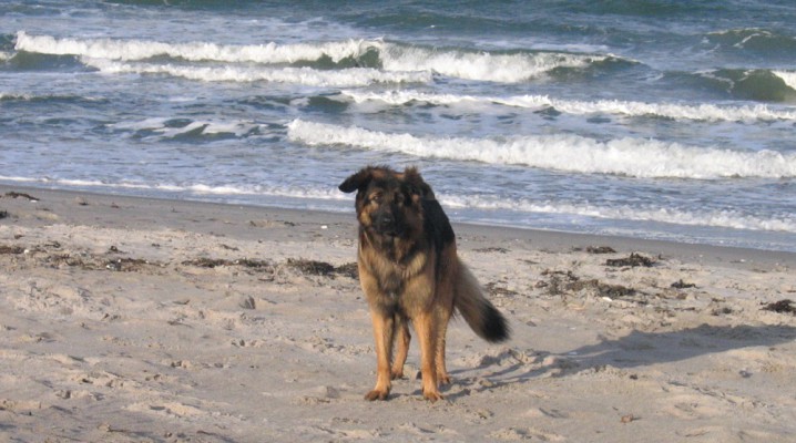 Mit dem Hund am Sehlendorfer Strand an der Ostsee