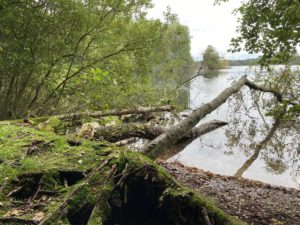 Umgestürzte Bäume am Ihlsee Ufer