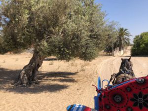 Kutschfahrt Djerba Tunesien