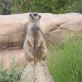 Erdmännchen im Zoo Leipzig