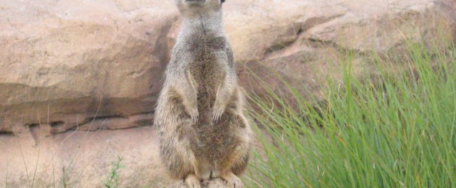 Erdmännchen im Zoo Leipzig