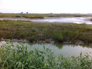 Brutinseln im NABU Wasservogelreservat Wallnau auf Fehmarn in Schleswig-Holstein