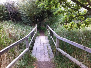 Holzbrücke im NABU Wasservogelreservat Wallnau auf Fehmarn in Schleswig-Holstein