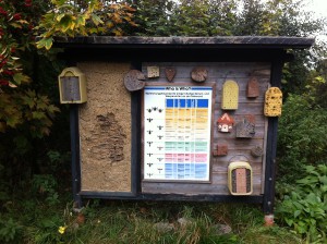 Schautafel Bestimmungshinweise Bienen- und Wespenarten im NABU Wasservogelreservat Wallnau auf Fehmarn