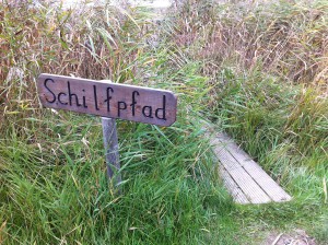 Schilfpfad im NABU Wasservogelreservat Wallnau auf Fehmarn