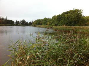 Teich im NABU Wasservogelreservat Wallnau auf Fehmarn in Schleswig-Holstein