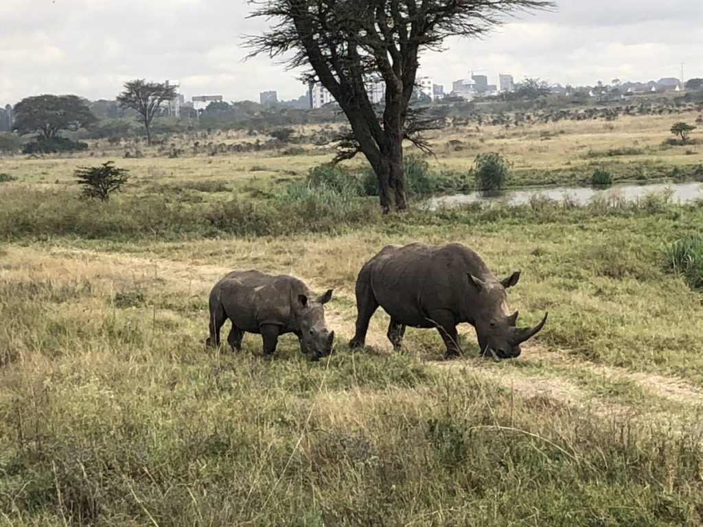 Nashorn in Kenia