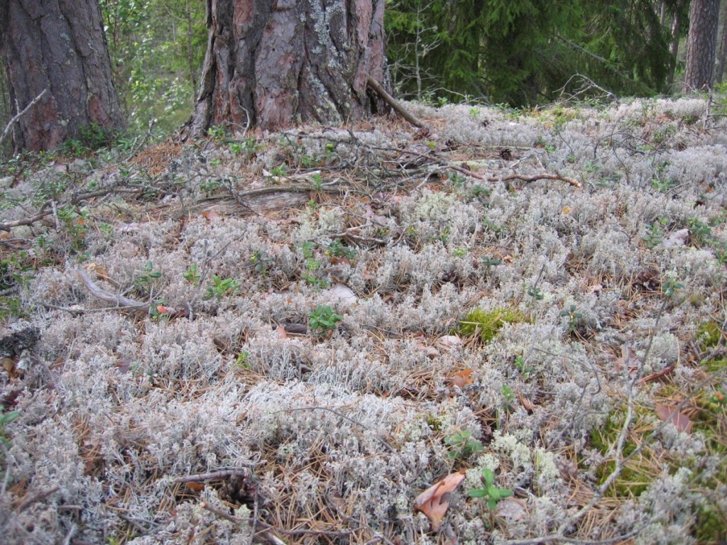 Nationalpark Norra Kvill Schweden