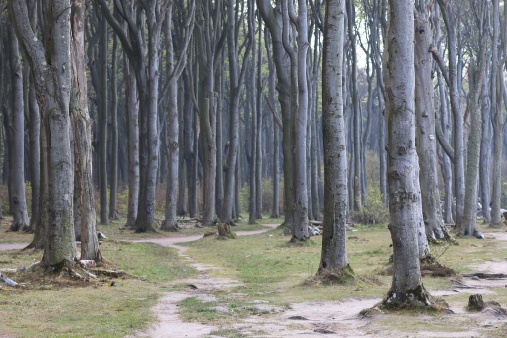 Nienhagen Gespensterwald