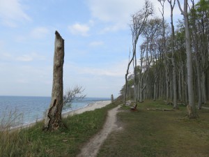 Ostseebad Nienhagen Gespensterwald