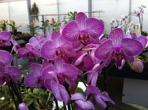 7. Internationale Kieler Orchideenschau im Botanischen Garten der Christian-Albrechts-Universität zu Kiel