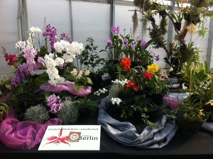 7. Internationale Kieler Orchideenschau im Botanischen Garten der Christian-Albrechts-Universität zu Kiel