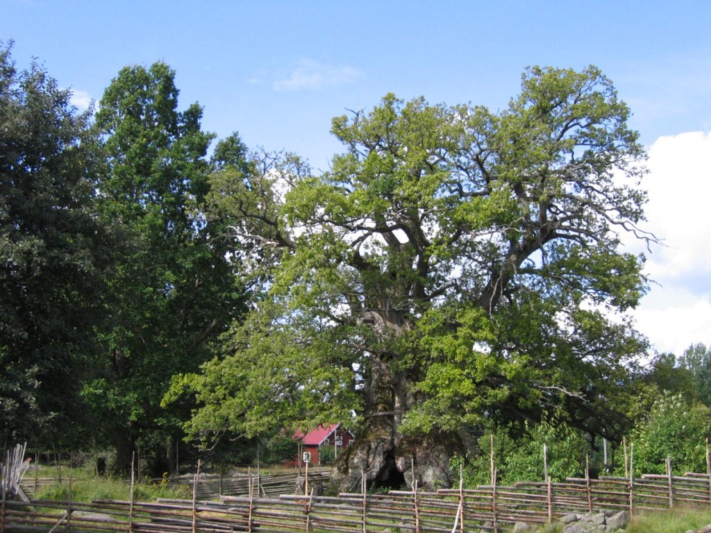 Rumskullaeken Eiche Schweden in der Nähe des Nationalparks Norra Kvill