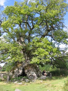 Rumskullaeken Eiche Schweden in der Nähe des Nationalparks Norra Kvill