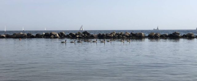 Kanadagänse am Strand in Schilksee