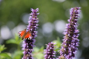 Schmetterling