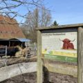 Tiergehege Suchsdorf Schottisches Hochlandrind