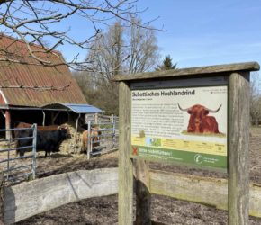 Tiergehege Suchsdorf Schottisches Hochlandrind